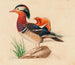 Mandarin Duck - Ferdinand von Wright — artwork view