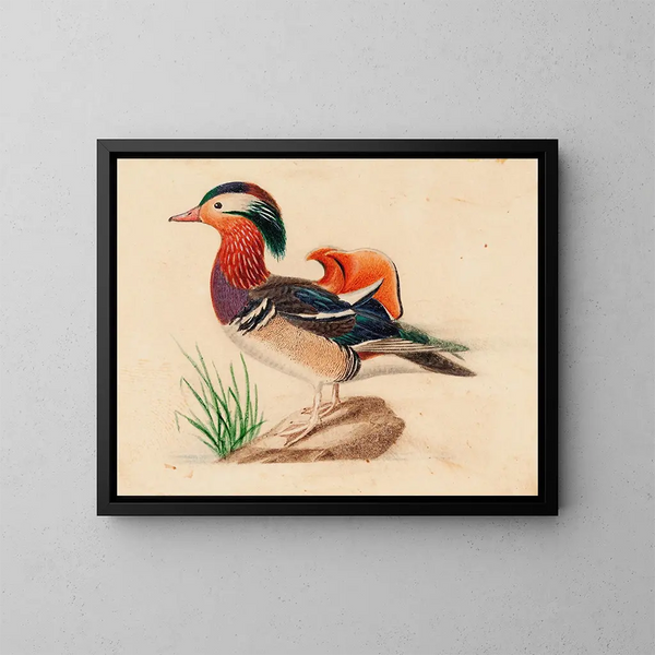 Pato mandarín - Ferdinand von Wright — cuadro enmarcado en la pared