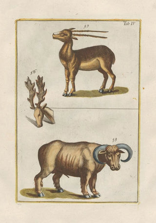 Filippo Buonanni - Rerum naturalium historia nempe quadrupedum Pl04.webp