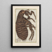 Natural History of Quadrupeds Pl12 - Filippo Buonanni — framed artwork on a wall