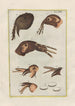 Natural history of quadrupeds Pl13 - Filippo Buonanni — artwork view