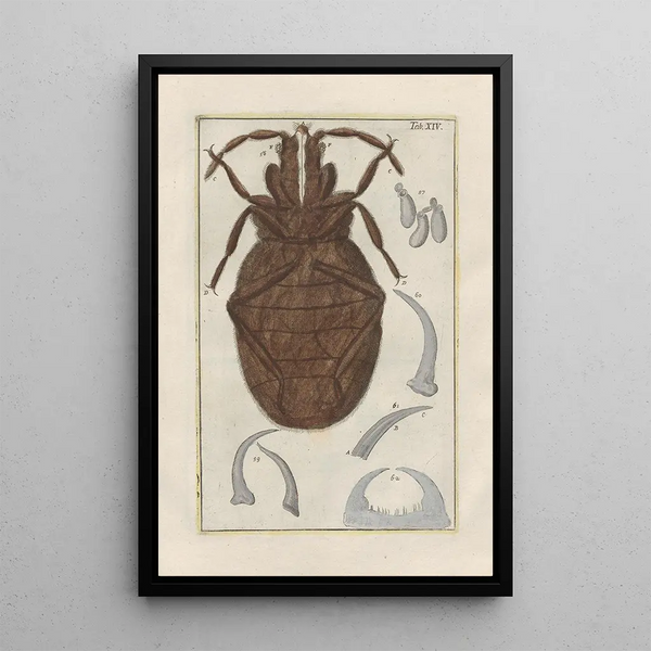 Filippo Buonanni - Rerum naturalium historia nempe quadrupedum Pl14.webp