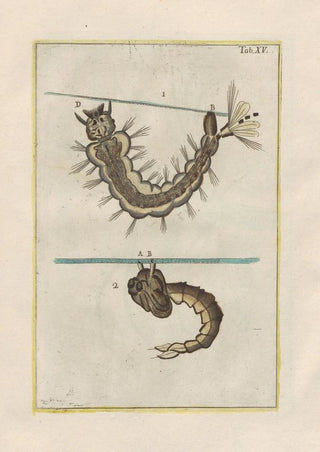 Filippo Buonanni - Rerum naturalium historia nempe quadrupedum Pl15.webp