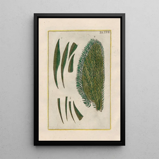 Filippo Buonanni - Rerum naturalium historia nempe quadrupedum Pl17.webp