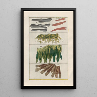 Filippo Buonanni - Rerum naturalium historia nempe quadrupedum Pl21.webp