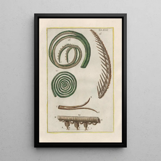 Filippo Buonanni - Rerum naturalium historia nempe quadrupedum Pl22.webp