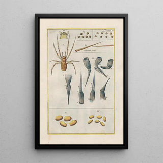 Filippo Buonanni - Rerum naturalium historia nempe quadrupedum Pl26.webp