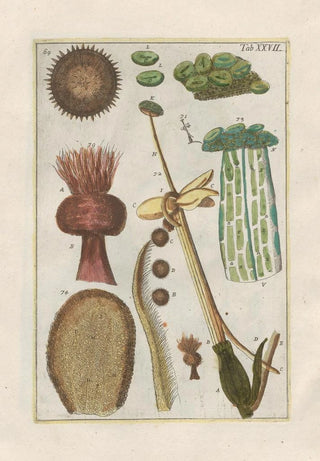 Filippo Buonanni - Rerum naturalium historia nempe quadrupedum Pl27.webp