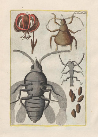 Filippo Buonanni - Rerum naturalium historia nempe quadrupedum Pl28.webp