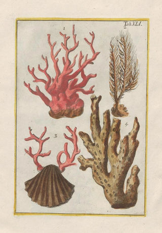 Filippo Buonanni - Rerum naturalium historia nempe quadrupedum Pl41.webp