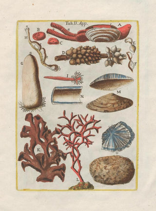 Filippo Buonanni - Rerum naturalium historia nempe quadrupedum Pl49.webp