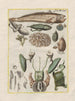 The history of natural things, especially quadrupeds Pl50 - Filippo Buonanni — artwork view
