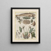 The history of natural things, especially quadrupeds Pl50 - Filippo Buonanni — framed artwork on a wall