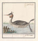 Foulque Podiceps cristatus Duijkhoender colijmbus major grèbe cornu - Anselmus Botius de Boodt — vista de la obra