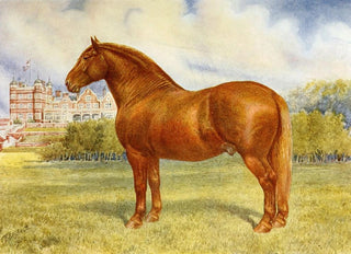 Frank Babbage - Suffolk Sire Prince Wedgewood.webp