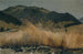 Field of Rye in the Jura - Frank Buchser — artwork view