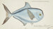 Brama brama NZ Ray's Bream - Frank Edward Clarke — vista de la obra