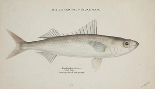 Frank Edward Clarke - Emmelichthys nitidus.webp
