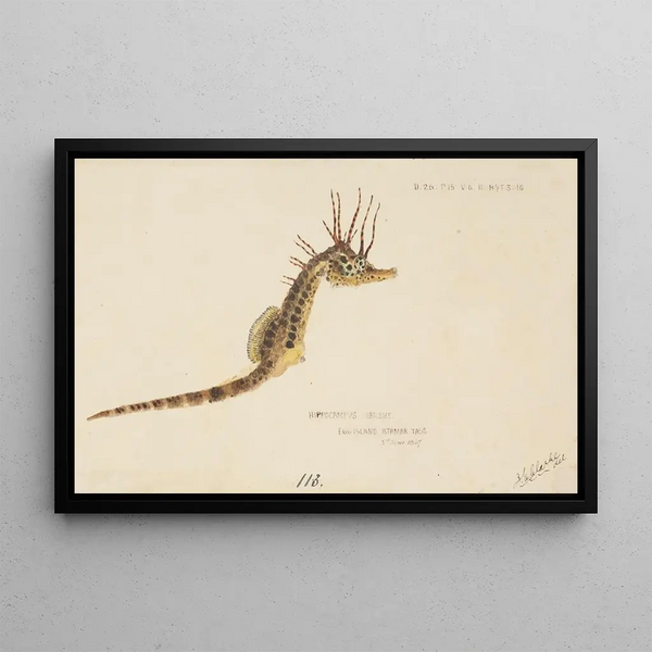 Hippocampus abdominalis, caballito de mar de Tasmania - Frank Edward Clarke — cuadro enmarcado en la pared