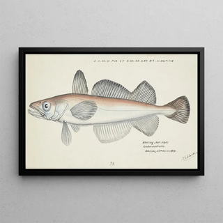 Frank Edward Clarke - Merluccius australis NZ Hake.webp