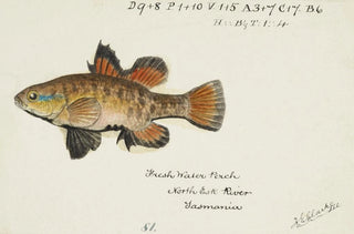 Frank Edward Clarke - Nannoperca australis Tas Eel.webp