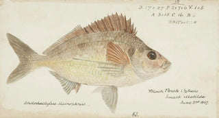 Frank Edward Clarke - Nemadactylus macropterus NZ Tarakihi.webp
