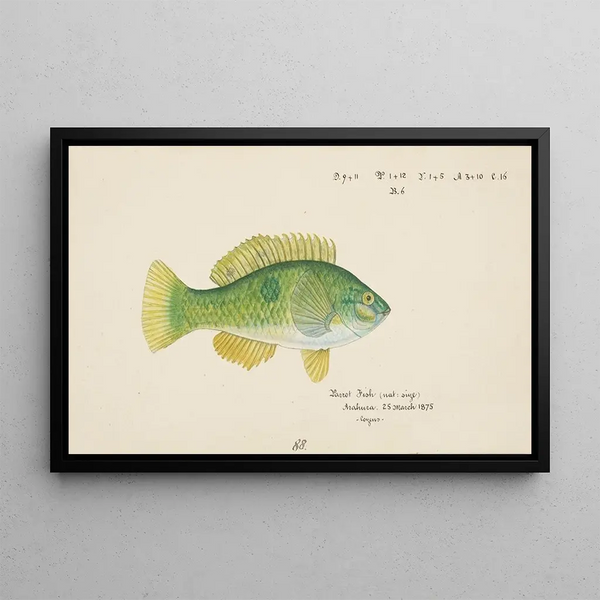 Frank Edward Clarke - Notolabrus celidotus NZ Wrasse.webp