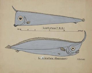 Frank Edward Clarke - Possibly Lophotes capallei.webp