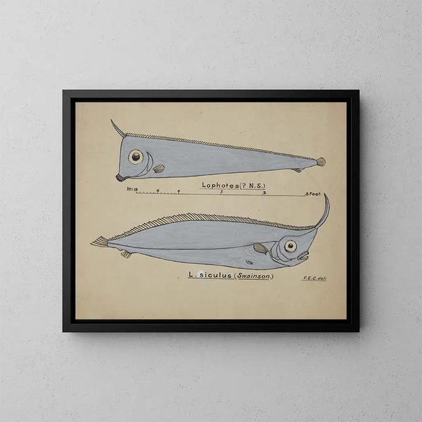 Posiblemente Lophotes capallei - Frank Edward Clarke — cuadro enmarcado en la pared