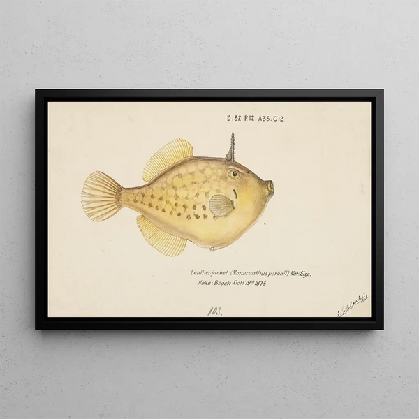 Pseudomonacanthus peroni - Frank Edward Clarke — cuadro enmarcado en la pared