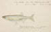 Retropinna retropinna, the Silverside - Frank Edward Clarke — artwork view