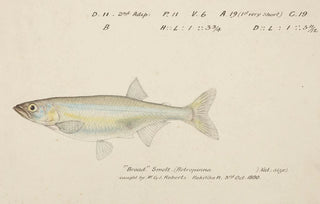 Frank Edward Clarke - Retropinna retropinna Smelt.webp