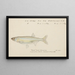 Retropinna retropinna, the Silverside - Frank Edward Clarke — framed artwork on a wall
