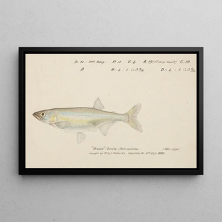 Frank Edward Clarke - Retropinna retropinna Smelt.webp