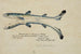 Squalus acanthias gemelos siameses Aiguillat manchado - Frank Edward Clarke — vista de la obra