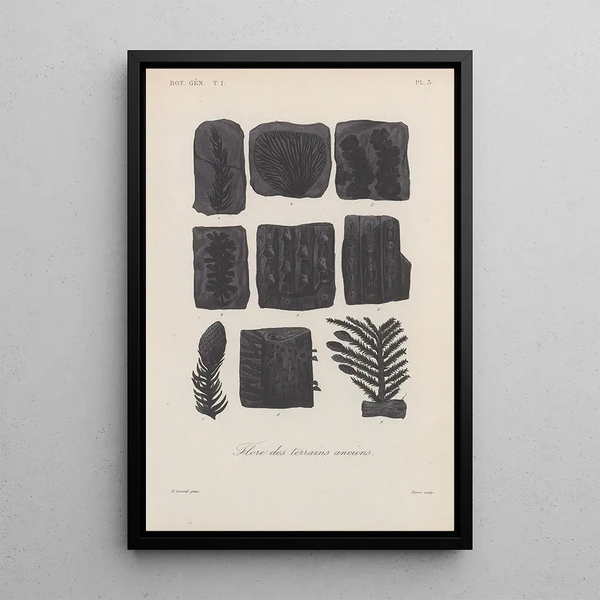 Franois Hrincq - Traite de botanique generale Pl003.webp