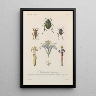 Franois Hrincq - Traite de botanique generale Pl012.webp