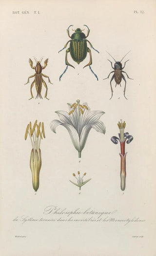 Franois Hrincq - Traite de botanique generale Pl012.webp