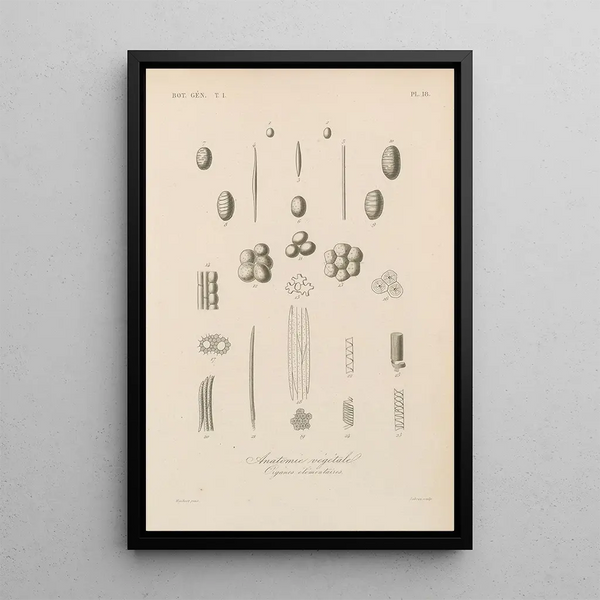 Franois Hrincq - Traite de botanique generale Pl018.webp