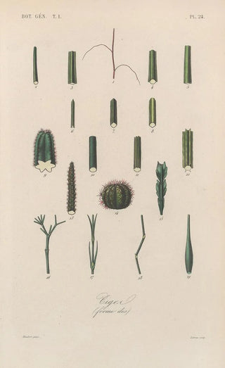 Franois Hrincq - Traite de botanique generale Pl024.webp