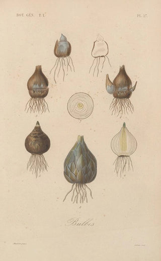 Franois Hrincq - Traite de botanique generale Pl027.webp