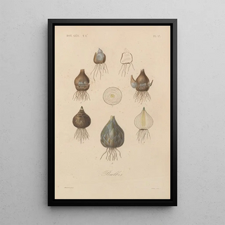 Franois Hrincq - Traite de botanique generale Pl027.webp