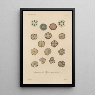 Franois Hrincq - Traite de botanique generale Pl031.webp