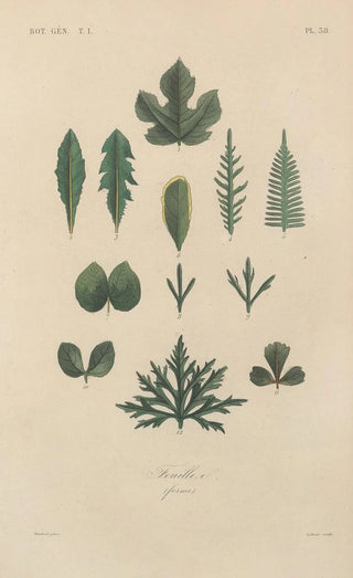 Franois Hrincq - Traite de botanique generale Pl039.webp