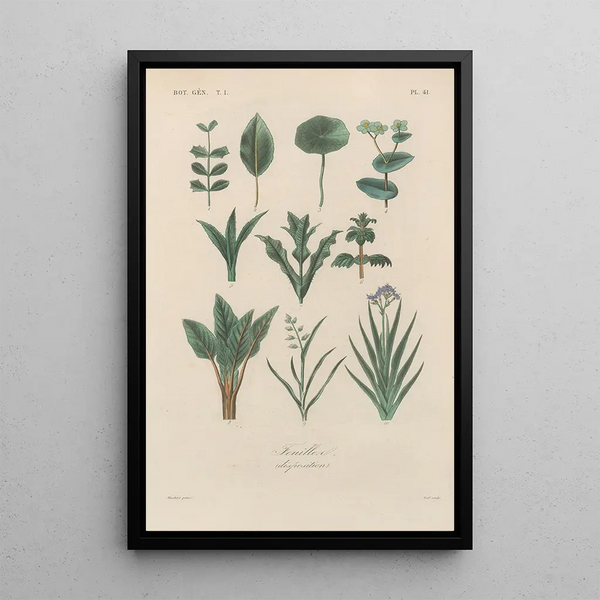 Franois Hrincq - Traite de botanique generale Pl042.webp