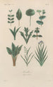 Traité de botanique générale Pl042 - François Hérincq — artwork view