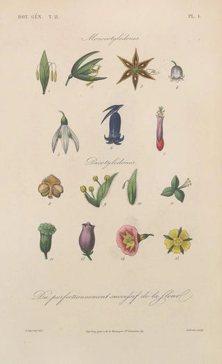 Franois Hrincq - Traite de botanique generale Pl054.webp