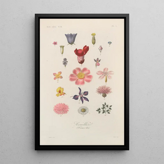 Franois Hrincq - Traite de botanique generale Pl056.webp