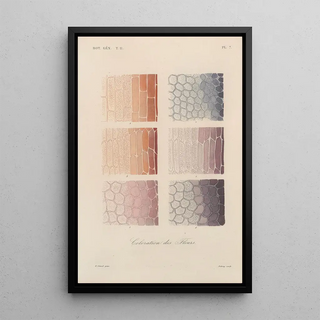 Franois Hrincq - Traite de botanique generale Pl058.webp