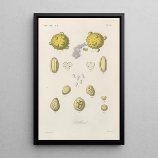 Franois Hrincq - Traite de botanique generale Pl061.webp